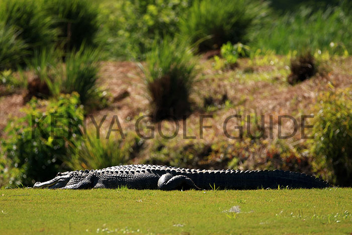 Kenya Golf Guide