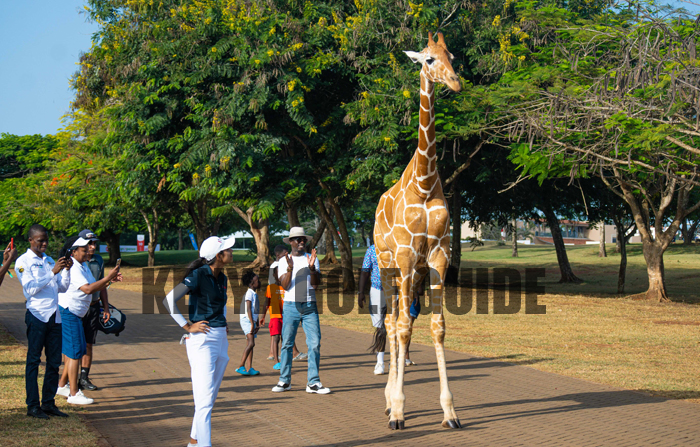 Kenya Golf Guide